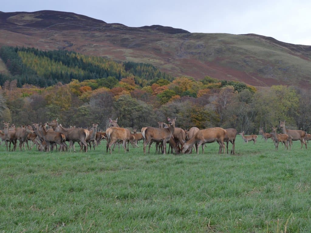 An introduction to deer farming – Two demonstration days planned